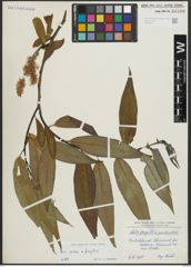 Foto von Salix alba L. x Salix fragilis L.